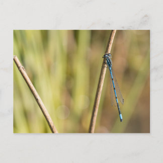 Common Blue Damselly Postkarte