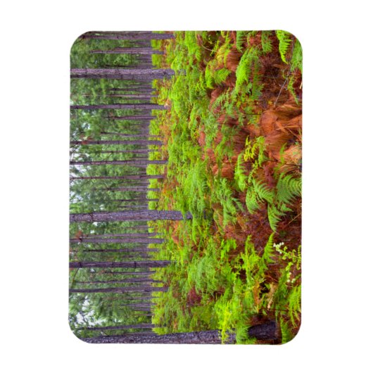 Common Bracken (Pteridium Aquilinum) Magnet (Vertikal)