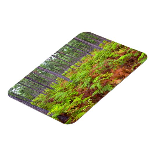 Common Bracken (Pteridium Aquilinum) Magnet (Linke Seite)