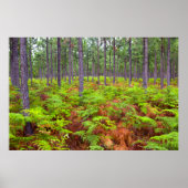 Common Bracken (Pteridium Aquilinum) Poster (Vorne)