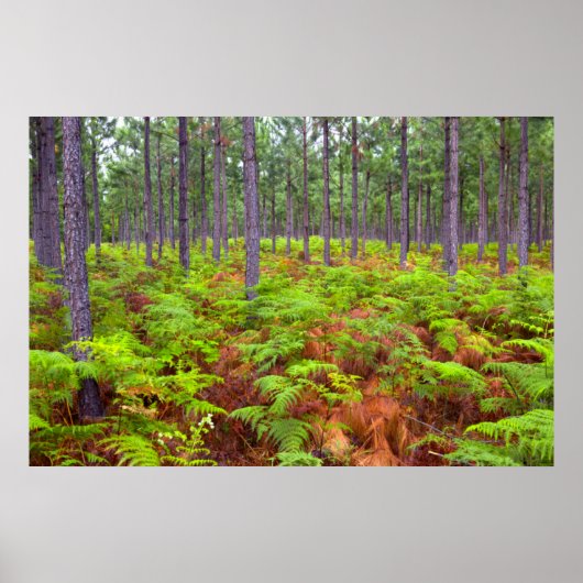 Common Bracken (Pteridium Aquilinum) Poster (Vorne)