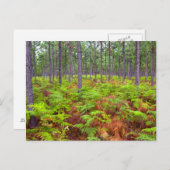 Common Bracken (Pteridium Aquilinum) Postkarte (Vorne/Hinten)