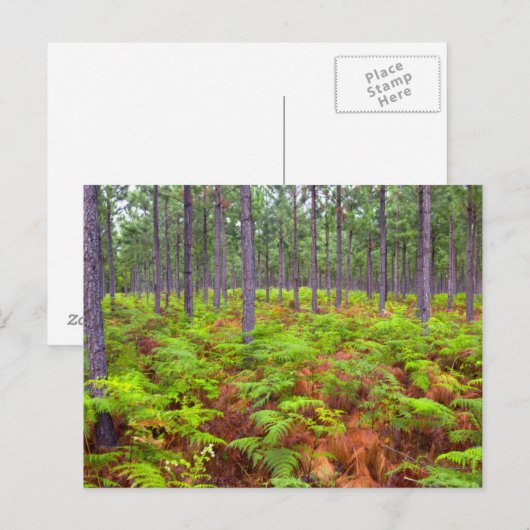 Common Bracken (Pteridium Aquilinum) Postkarte (Vorne/Hinten)