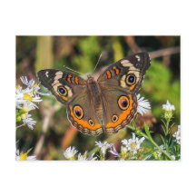 Common Buckeye Butterfly Postcard