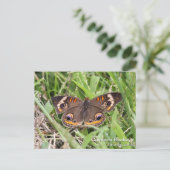 Common Buckeye Postkarte (Stehend Vorderseite)