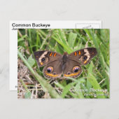 Common Buckeye Postkarte (Vorne/Hinten)