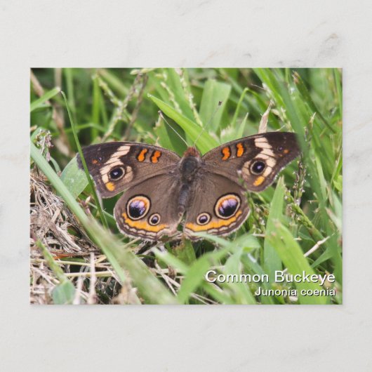 Common Buckeye Postkarte (Vorderseite)