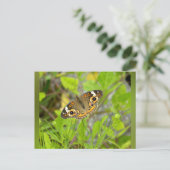 Common Buckeye Postkarte (Stehend Vorderseite)