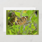 Common Buckeye Postkarte (Vorne/Hinten)