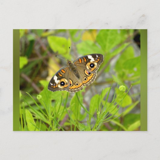 Common Buckeye Postkarte (Vorderseite)