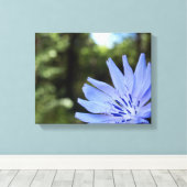 Common Chicory Canvas Print Leinwanddruck (Insitu (Holzboden))