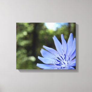 Common Chicory Canvas Print Leinwanddruck