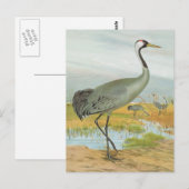 "Common Crane" Postkarte (Vorne/Hinten)