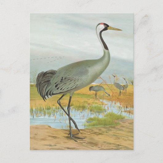 "Common Crane" Postkarte (Vorderseite)