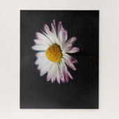 Common Daisy 16x20 520pc jpcn Puzzle (Vertikal)