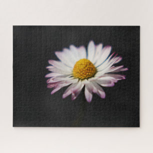 Common Daisy 16x20 520pc jpcn Puzzle