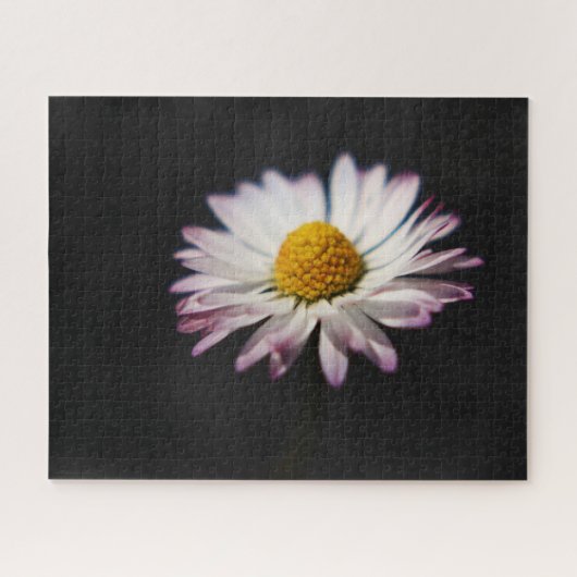 Common Daisy 16x20 520pc jpcn Puzzle (Horizontal)