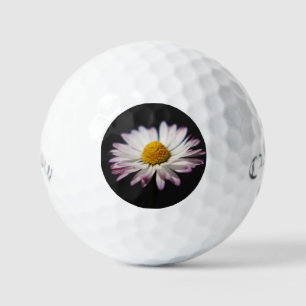 Common Daisy css gbcna Golfball