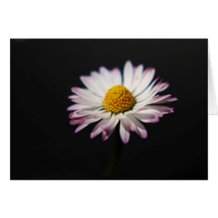 Common Daisy gccn arc1