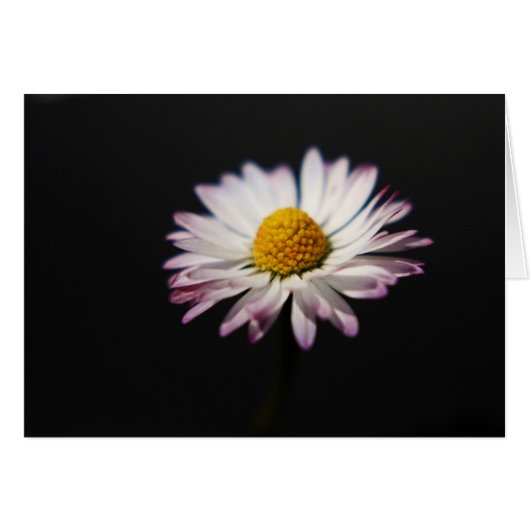 Common Daisy Gccn arc1 (Vorderseite (Horizontal))
