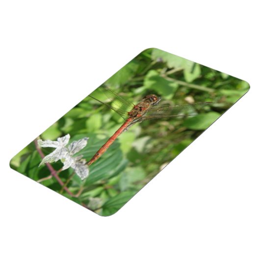 Common Darter Dragonfly Flexi Magnet (Linke Seite)