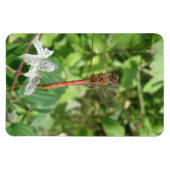 Common Darter Dragonfly Flexi Magnet (Horizontal)