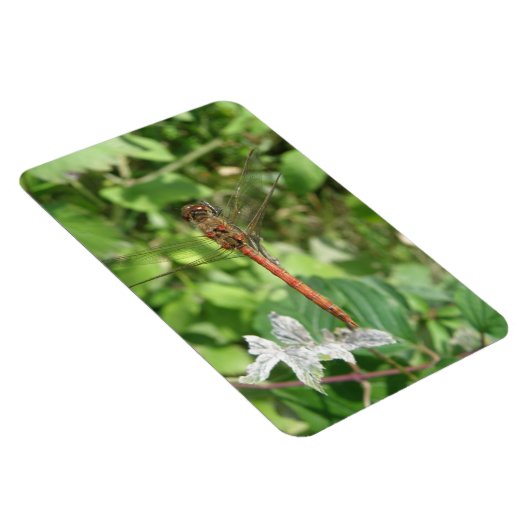 Common Darter Dragonfly Flexi Magnet (Rechte Seite)