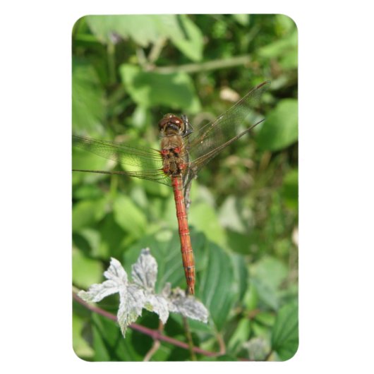 Common Darter Dragonfly Flexi Magnet (Vertikal)