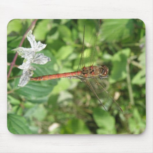 Common Darter Dragonfly Mousepad (Vorne)