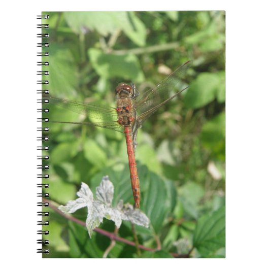 Common Darter Dragonfly-Notebook Notizblock (Vorderseite)