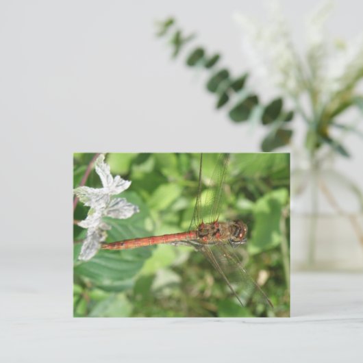 Common Darter Dragonfly Postkarte (Stehend Vorderseite)
