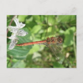 Common Darter Dragonfly Postkarte (Vorderseite)