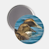 Common Eider Magnet (Vorderseite/Rückseite)