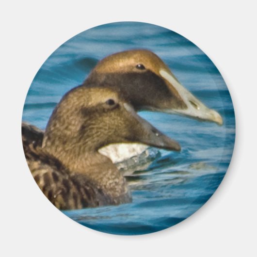 Common Eider Magnet (Vorne)
