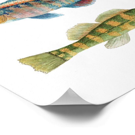 Common Freshwater Darters Poster (Ecke)