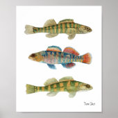 Common Freshwater Darters Poster (Vorne)