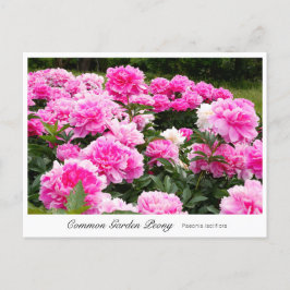 Common Garden Peony Postkarte