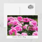 Common Garden Peony Postkarte (Vorne/Hinten)