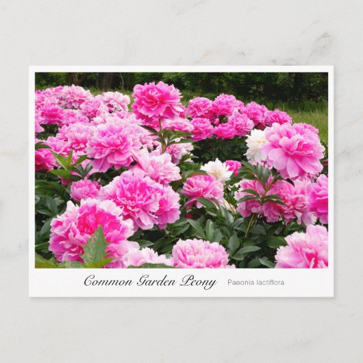 Common Garden Peony Postkarte (Vorderseite)