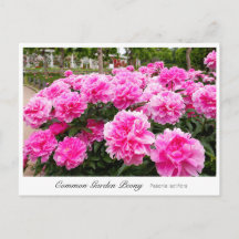 Common Garden Peony