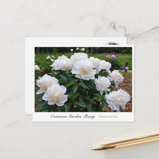Common Garden Peony Postkarte (Vorderseite/Rückseite Beispiel)