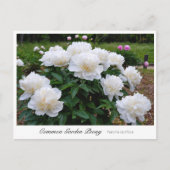 Common Garden Peony Postkarte (Vorderseite)