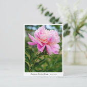 Common Garden Peony Postkarte (Stehend Vorderseite)