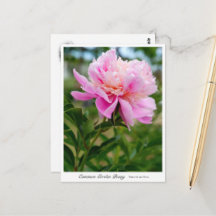 Common Garden Peony