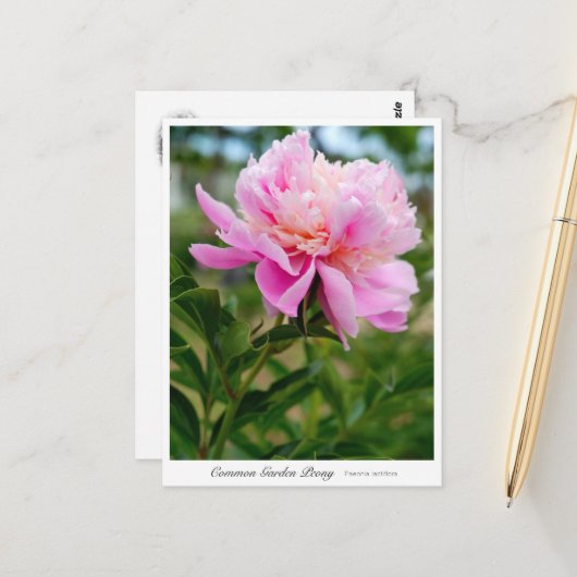 Common Garden Peony Postkarte (Vorderseite/Rückseite Beispiel)