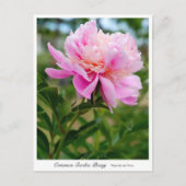 Common Garden Peony Postkarte (Vorderseite)