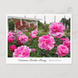 Common Garden Peony Postkarte