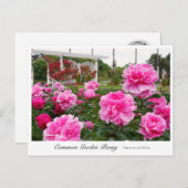 Common Garden Peony Postkarte (Vorne/Hinten)