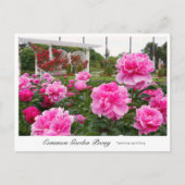 Common Garden Peony Postkarte (Vorderseite)