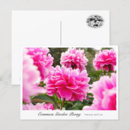 Common Garden Peony Postkarte